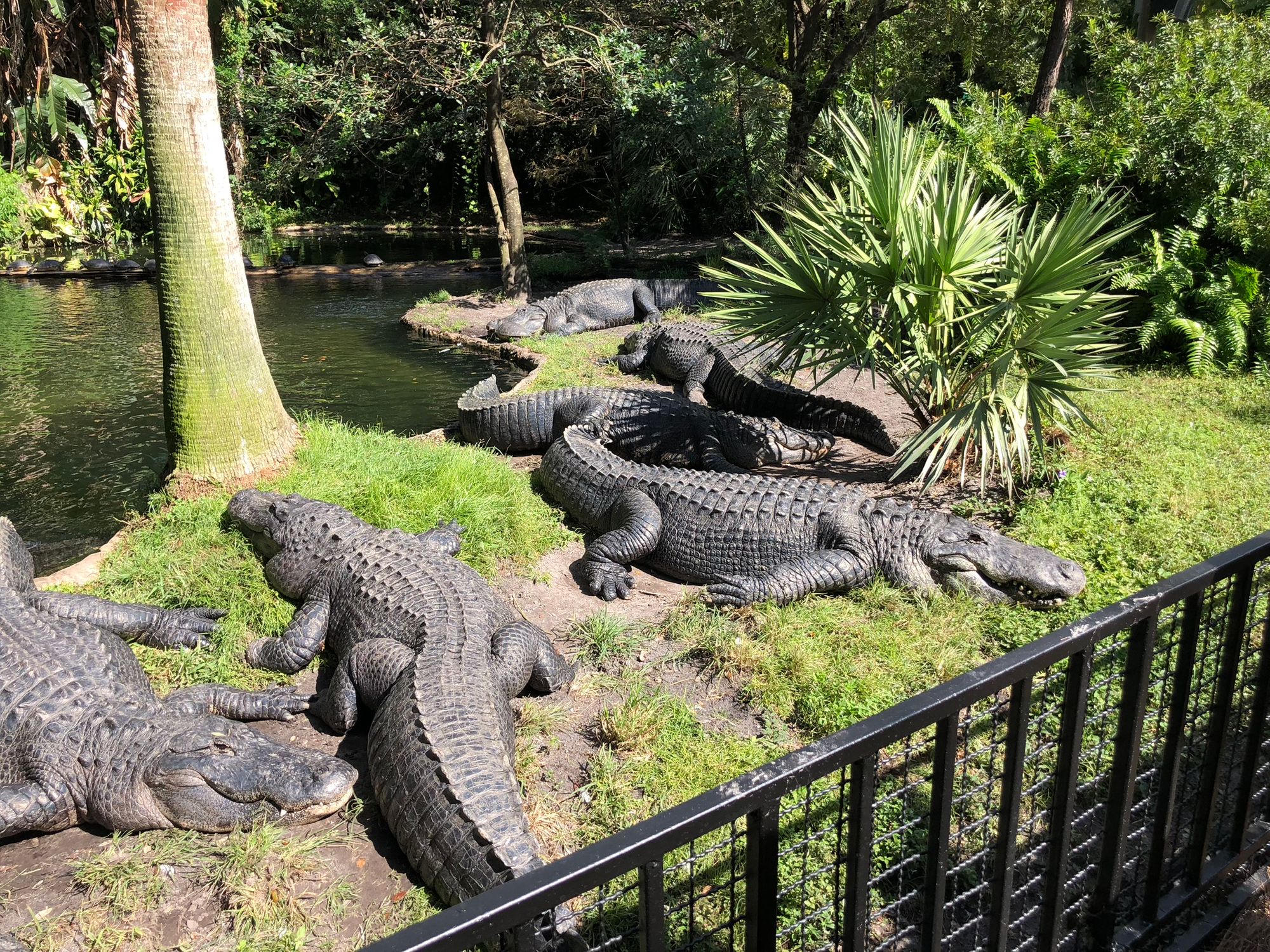 Busch Gardens 2019: adrenalina pura!